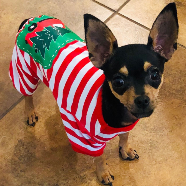 Adorable chihuahua is shown wearing a Christmas dog sweater